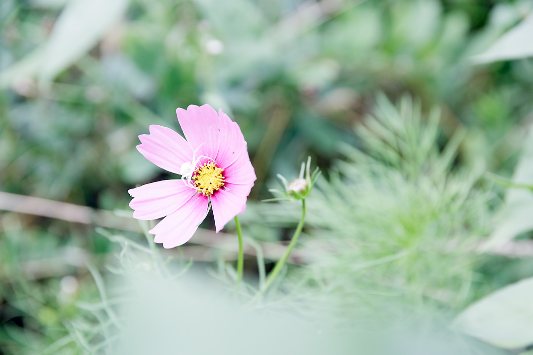 A close-up photography of a white spider on a pink flower.