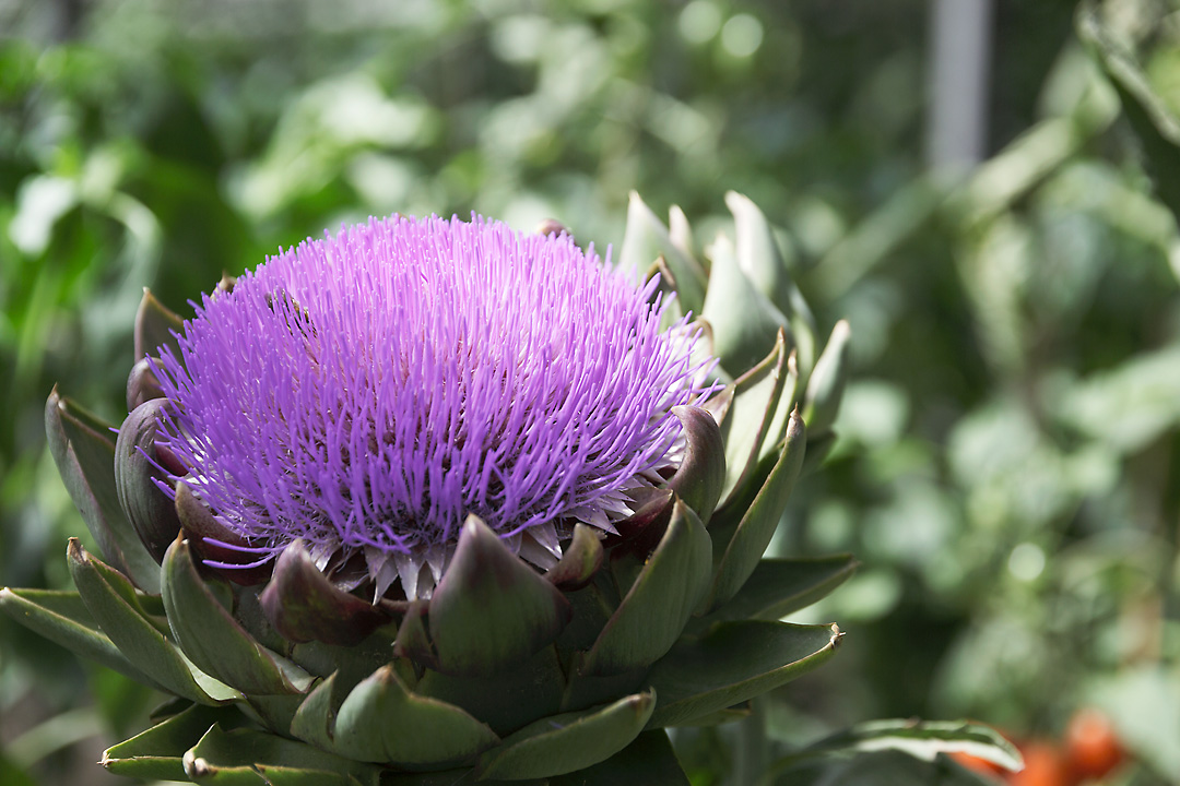 A close-up photography of the purple flower of an artichoke.