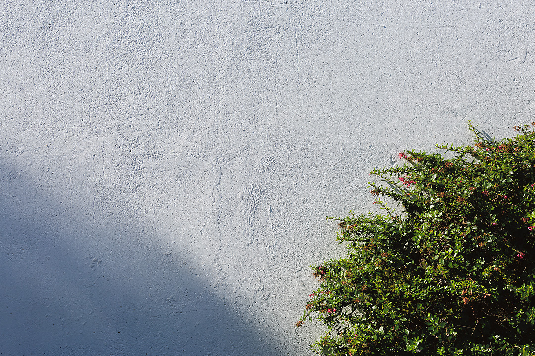 Photography of a white painted outdoor wall. In the lower left corner a shadow creates a darker triangle. The lower right corner is hidden by a green bush with pink flowers.