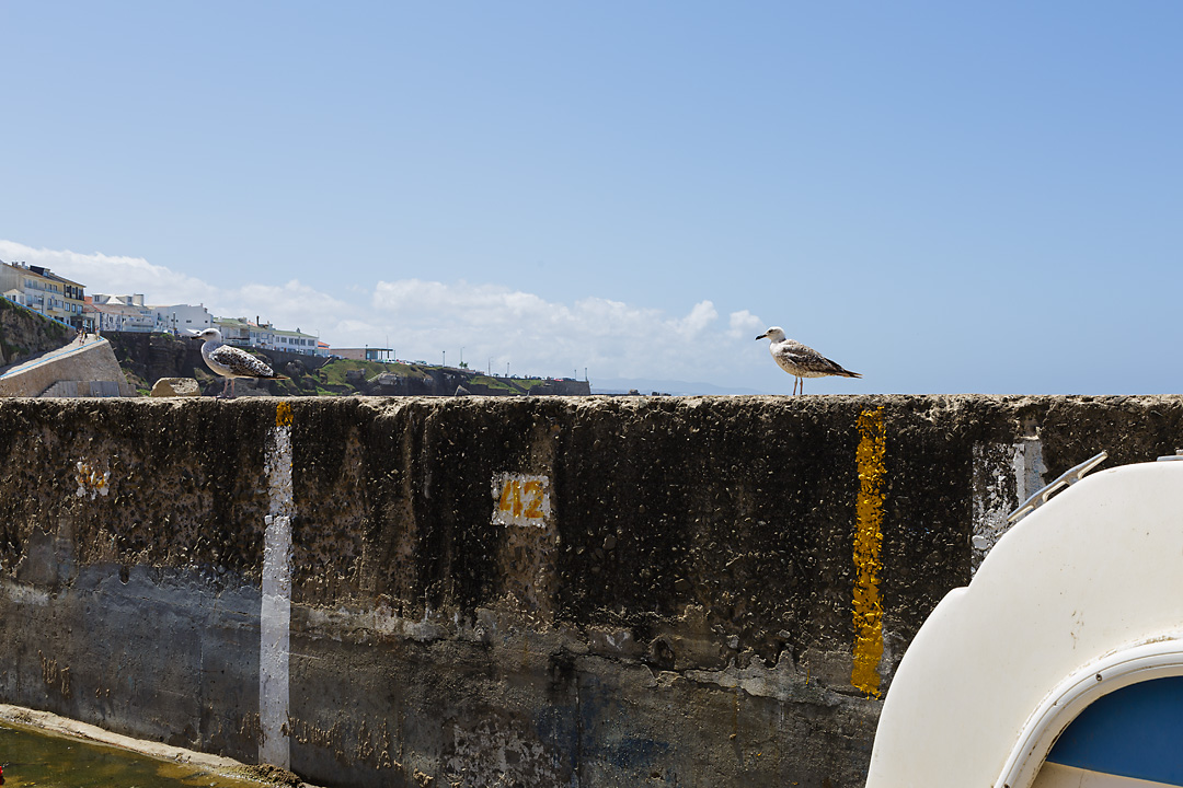 Streetphotography of the fishing harbour of Ericeira, Portugal. Two seagulls sit on a wall and in the background a part of Ericeira is visible.